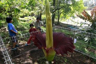 Giant, Smelly 'Corpse Flower' Blooms in Brazil