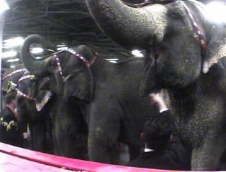 Animal Rights Group Pays Circus $9.3M