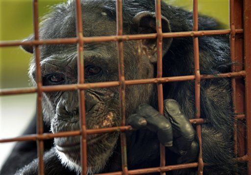 NIH May Soon Retire Almost All Its Research Chimps