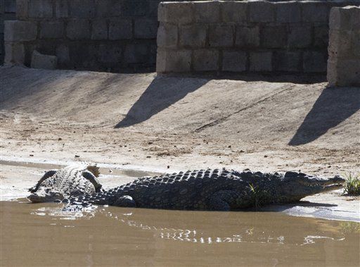 10K Escaped Crocodiles Still Roaming Free in S. Africa
