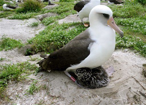 62-Year-Old Albatross Has Chick