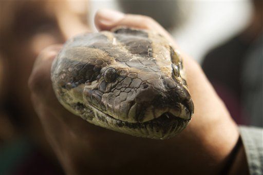 Florida's Python Hunt a Flop?