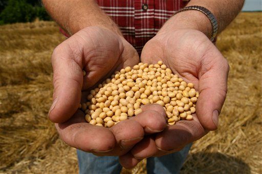 Farmer, 75, Takes on Monsanto