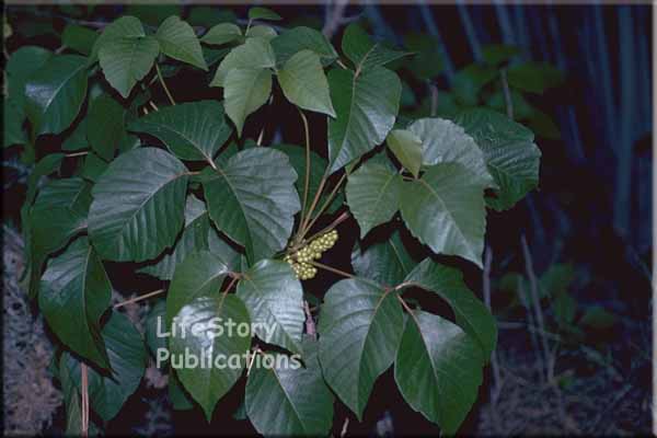 Itchier Poison Ivy Stems from Climate Change