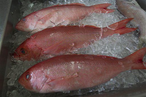 Fish Mislabeling Rampant: 87% of Snapper Isn't