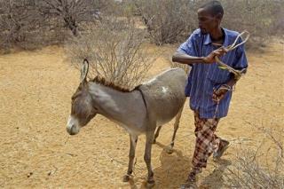 New Meat Scandal: Donkey in South Africa Burgers