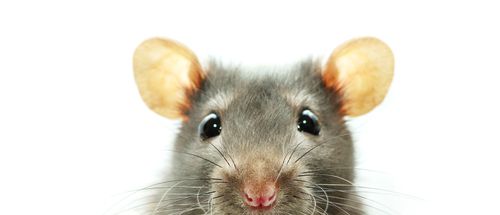Scientists Link Brains of Two Rats