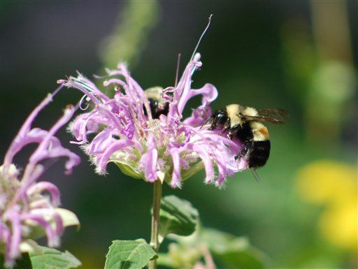 Bumblebees Scarce in Midwest