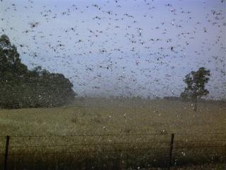 30M Locusts Swarm Egypt