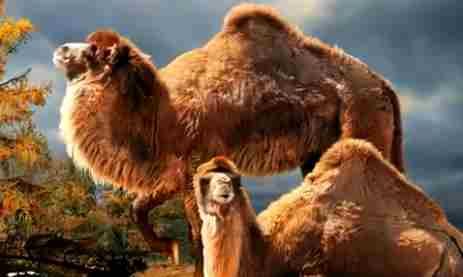Camels Likely Came From ... Canada's Arctic