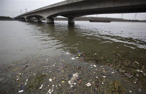 Dead Pig Count Soars to 6K in Shanghai River