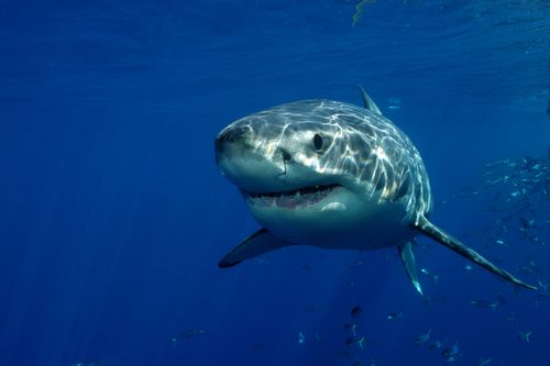 Great Whites Eat a Lot More Than Thought