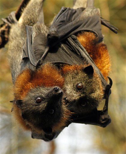 Male Bats Seen Giving Oral Sex to Females