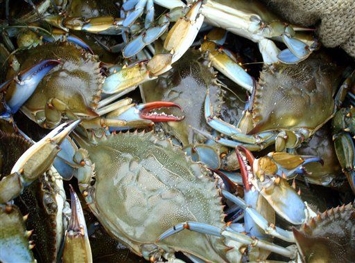 Side Effect of CO2 Emissions: Super-Sized Crabs