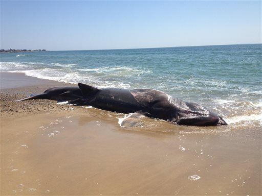 Giant Shark Washes Up on RI Beach
