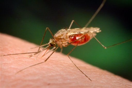 New Malaria Strains Beat Best Drug