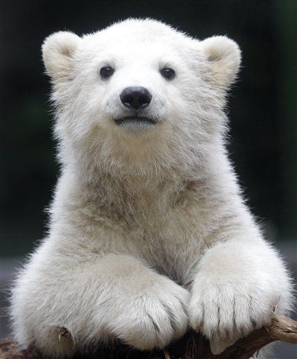 Help Wanted: Polar Bear Spotter