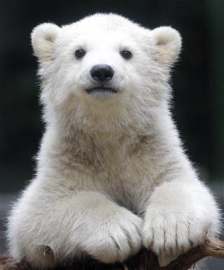 Help Wanted: Polar Bear Spotter