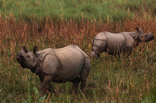 Poachers Kill the Last Rhino in Mozambique
