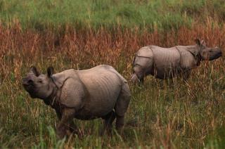 Poachers Kill the Last Rhino in Mozambique