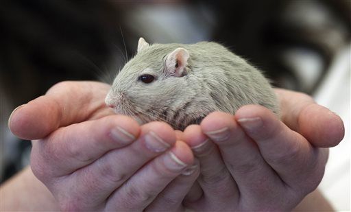 Who Will Be America's Next Top Gerbil?