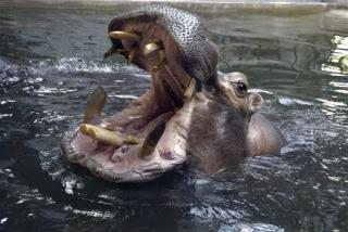 Man Swallowed By Hippo Lives to Tell Tale