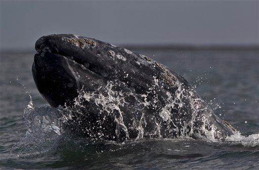 First Gray Whale Seen South of Equator
