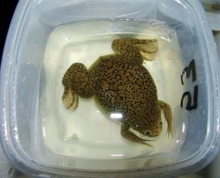 'Pregnancy Test' Frogs: Bearers of Killer Fungus