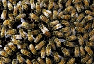 Honeybees Trained to Find Land Mines