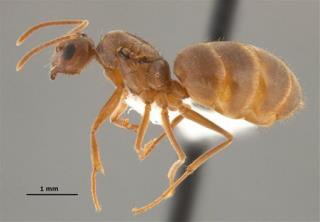 The Next Insect Invader: Crazy Ants
