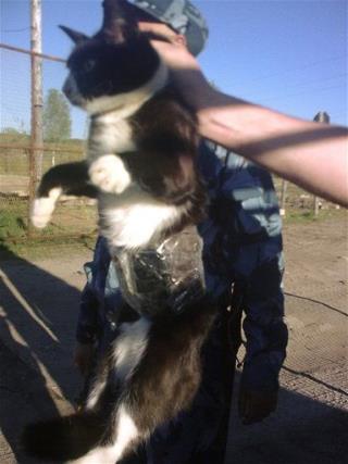 Russian Prison Busts Phone-Smuggling Cat