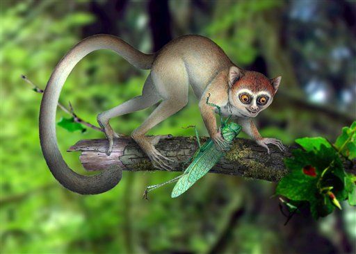 Oldest Primate Fossil Found