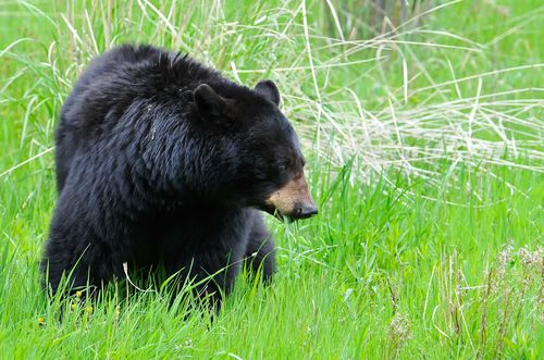 Bedridden Woman, 82, Attacked by 400-Pound Bear