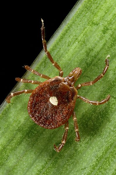 This Tick Could Give You a Red-Meat Allergy