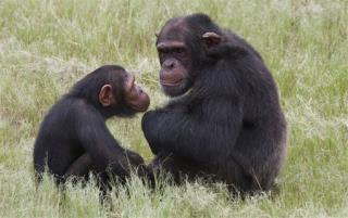 US: Chimps Too 'Endangered' for Research