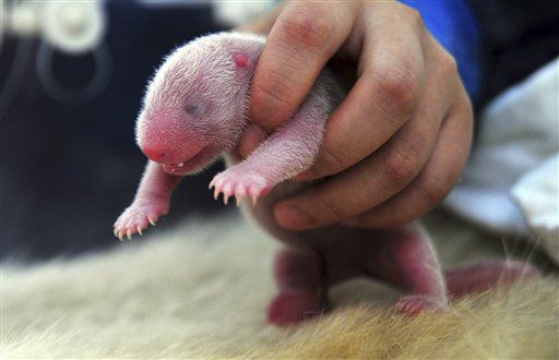 China Welcomes 2013's 1st Panda Cubs