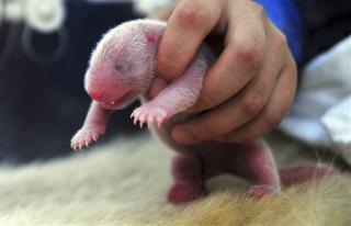 China Welcomes 2013's 1st Panda Cubs