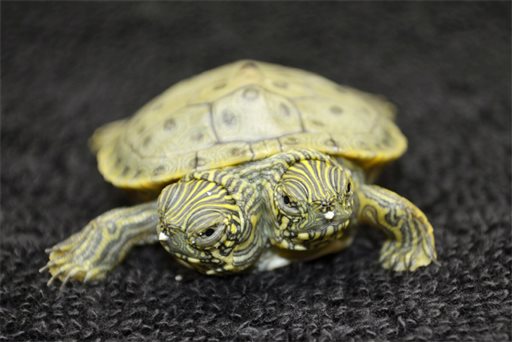 Zoo Welcomes 2-Headed Turtle