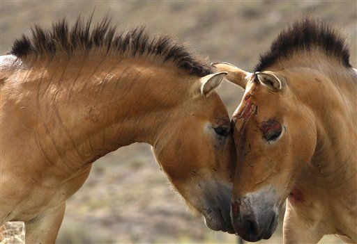 700K-Year-Old Horse Yields World's Oldest DNA
