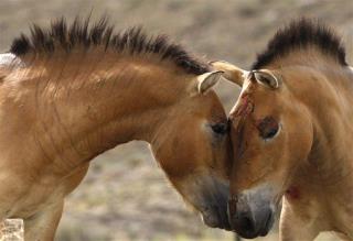 700K-Year-Old Horse Yields World's Oldest DNA