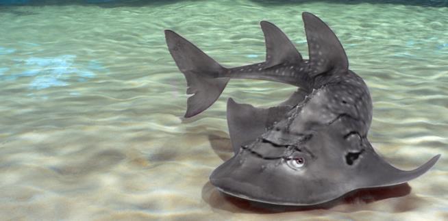 Rare Ray Killed in Aquarium Mating Gone Wrong