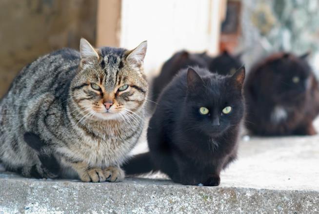 Woman Attacked— by Stray Cat Mob