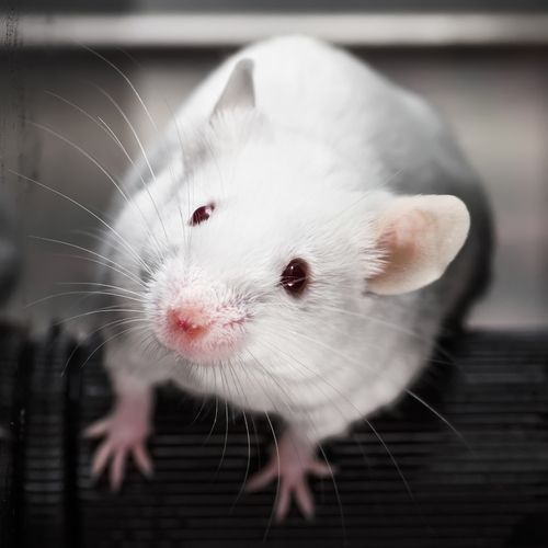 Scientists Give Mice Fake Memories