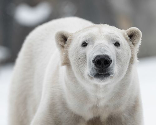 US Hiker Mauled by Polar Bear