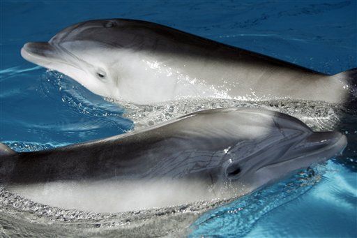 Dolphins Remember Pals for Decades