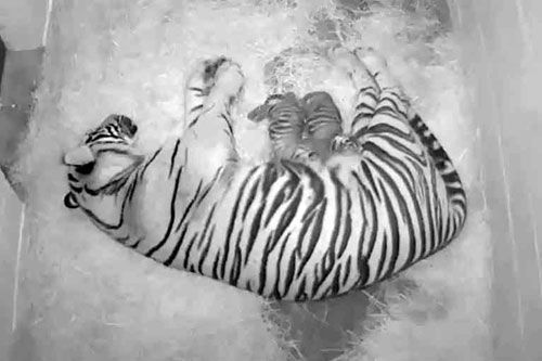 Rare Tiger Cubs Born at National Zoo