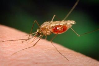 Malaria Vaccine Rocks in Small Study