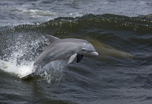 Dolphin Deaths Skyrocket Off East Coast