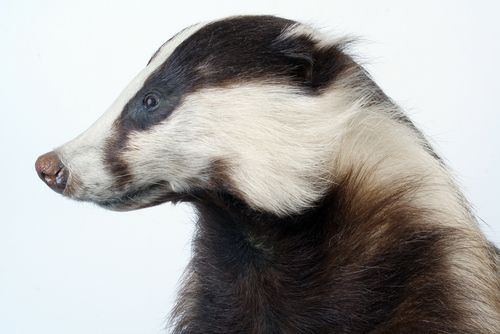 Medieval Tomb Discovered by ... a Badger?