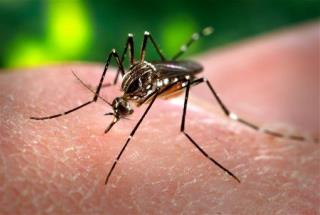 Itchy? Triple the Mosquitoes Buzz US This Summer